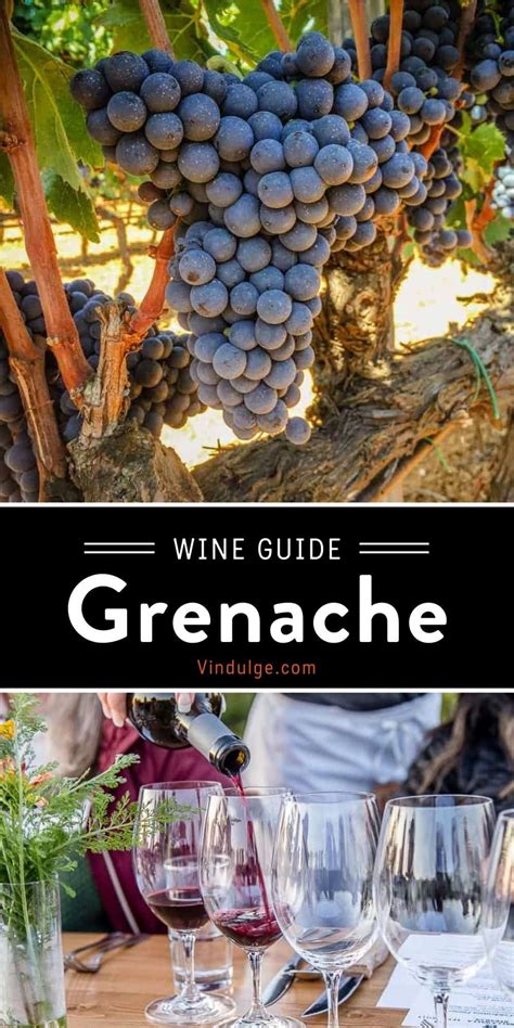 Grenache Wine Guide - Vindulge