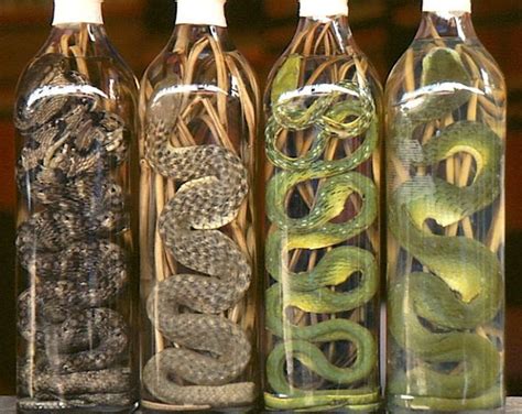 Snake Wine Snake wine is predominantly found in Asia and is typically ...