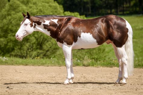 American Quarter Horse Colors