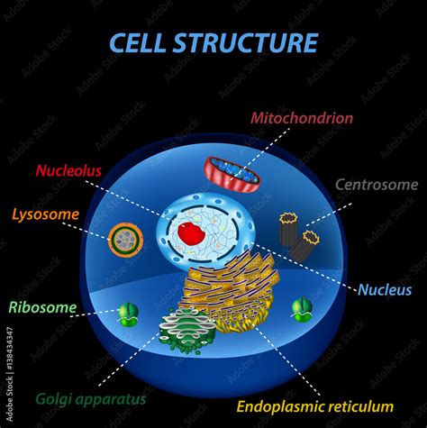 Structure of human cells. Organelles. The core nucleus, endoplasmic reticulum, Golgi apparatus ...