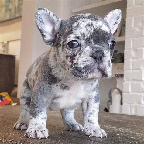 Bouledogue français bleu merle - BouleDog