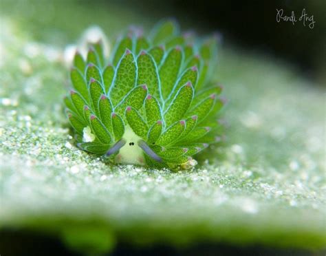 This adorable little sea slug is solar powered