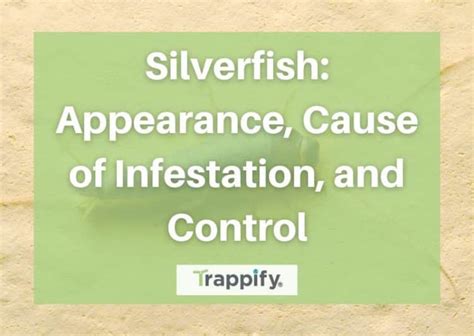 Silverfish: Appearance, Cause of Infestation, and Control