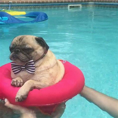 Pug in a bowtie floating in the pool Newborn Puppies, Pug Puppies, Pug Dog, Baby Animals, Funny ...