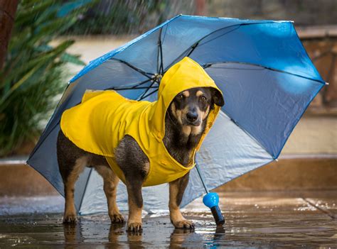 Indoor Activities for Dogs: Making the Most of Rainy Days — Evolve Pet Food