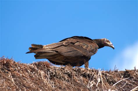 Juvenile Turkey Vulture | elhawk | Flickr