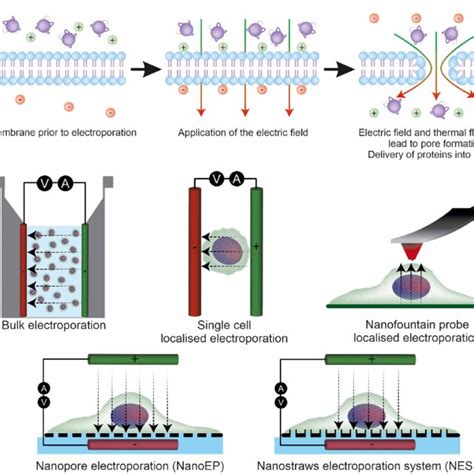 Electroporation of cells. (A) The mechanism of electroporation. An... | Download Scientific Diagram