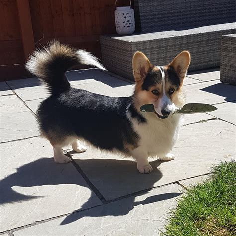 Right... Where are we diggin'? #corgis Corgi Husky, Corgi Pembroke, Corgi Puppies, Teacup ...