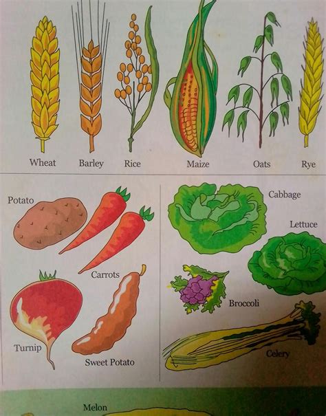 Open Learning Centre Classification Of Crops Distribution And Uses Of ...