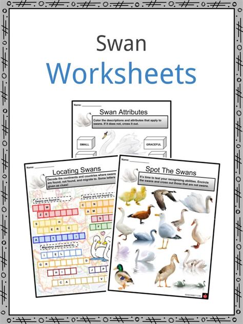 Swan Facts, Worksheets, Diet, Habitat, Mating and Life Cycle For Kids