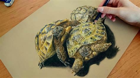 Pencil Realistic Tortoise Drawing - Ondepode Wallpaper