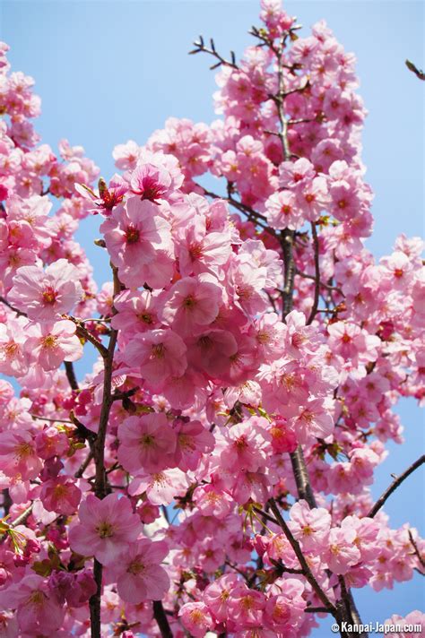 Chidorigafuchi - Chiyoda Sakura in Tokyo