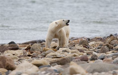 Canadian polar bears near 'bear capital' dying at fast rate