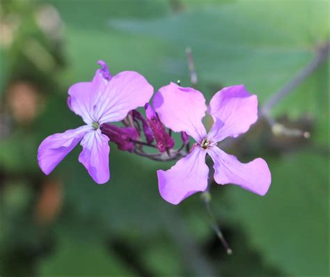 Althaea officinalis. | Flora, Malvaceae