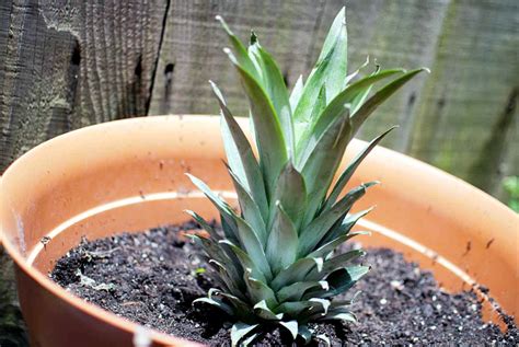 How to grow Pineapple | Growing Pineapple plant in containers | caring - NatureBring