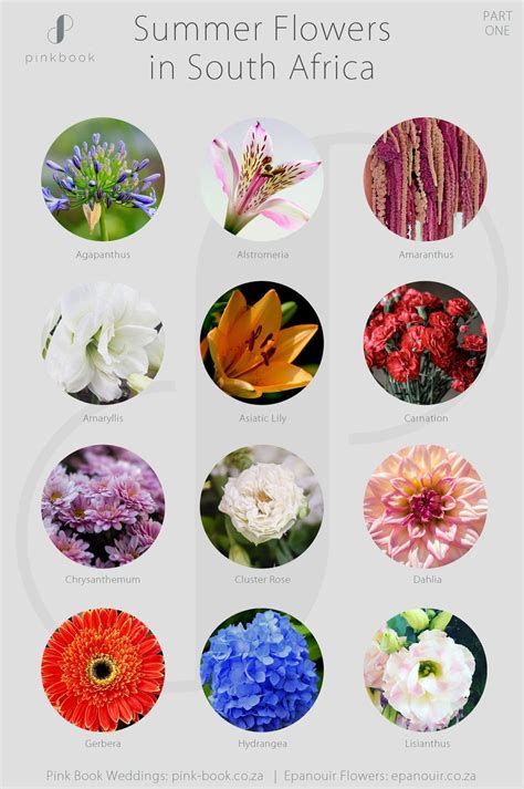 South African Flowers List