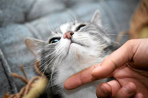 The News got You Feeling Down? A Pet’s Affection may Help! - Katzenworld