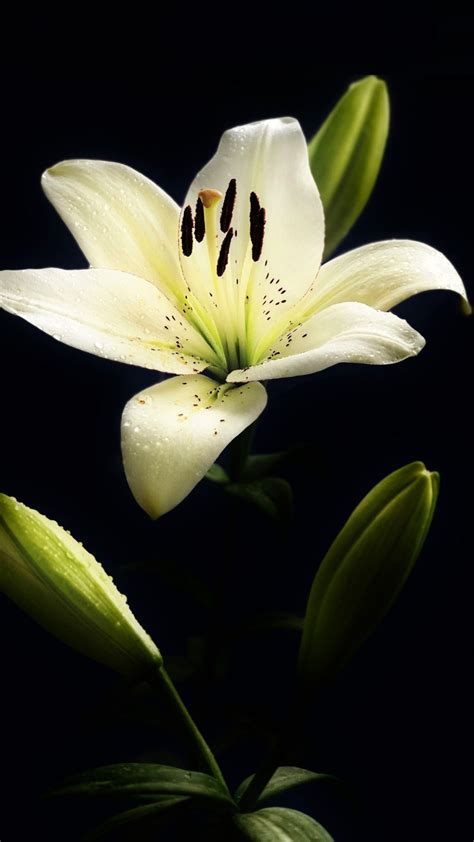 White Lily Wallpapers on WallpaperDog