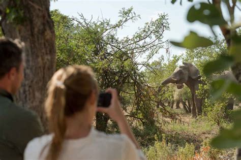 When is the Best Time to Go on Safari in South Africa?