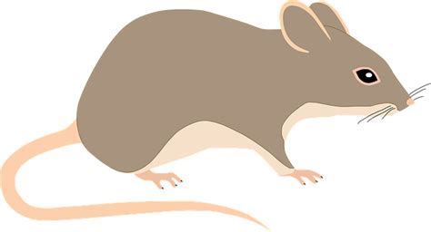 Gambar Kartun Clipart Tikus Seri Mouse Clipart Tikus Tikus Png | Images and Photos finder