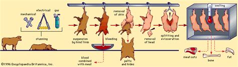 Chicken Slaughterhouse Process