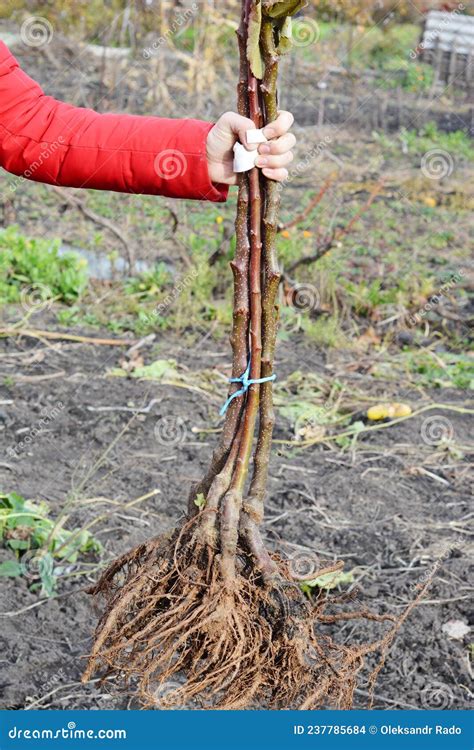 A Gardener Is Holding Apple Trees With Bare-root System To Plant Them In The Orchard In Autumn ...