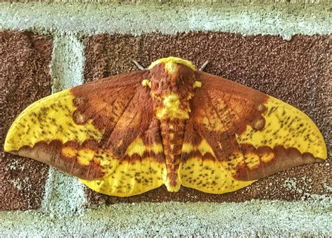 Saturniidae Moth (Saturniidae) | Moth Identification