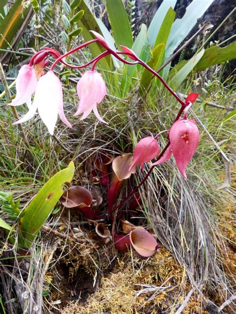 Venezuela: Mt Roraima – Roraima Carnivorous Pitcher Plants ...