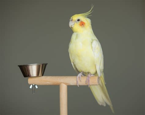 Bird Photography | Cockatiel on Perch by Mark Rogers