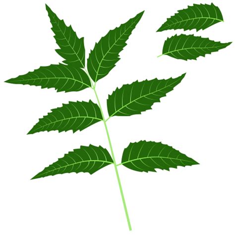 Neem Extracts and its Miraculous Benefits - Theayurveda