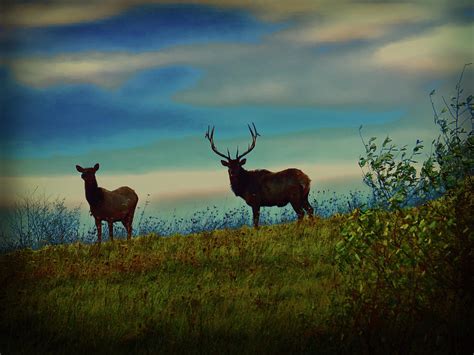 Silhouette Of Bull And Cow Elk. Digital Art by Rusty R Smith - Fine Art America