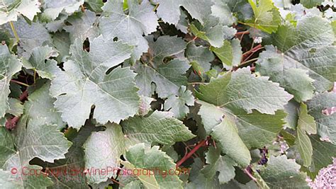 Learn how to identify a grape variety by the leaf and grape bunch | BKWine Magazine