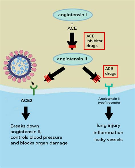 What is the ACE2 receptor, how is it connected to coronavirus and why might it be key to ...