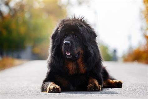 Tibetan Mastiff Dog Breed Information