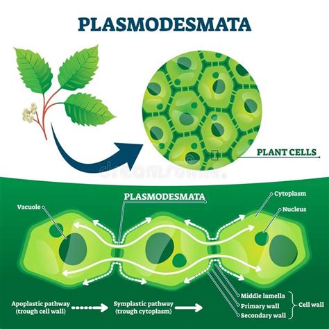 Plasmodesmata Plant Cells Diagram, Vector Illustration Stock Vector - Illustration of diagram ...