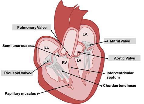 Intermediate - Heart Valves - Embryology