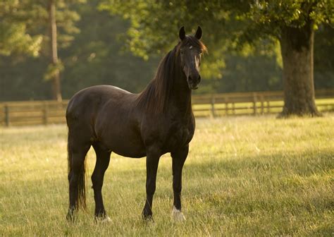 very strong horse | Horses, All horse breeds, Beautiful horses