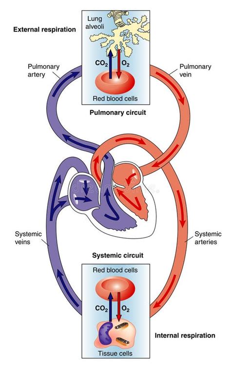 Systemic and Pulmonary Circulations Stock Vector - Illustration of vein, anatomy: 13063308