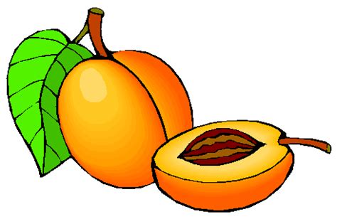 Apricot Clipart | Free download on ClipArtMag