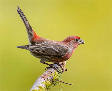 New Hampshire’s State Bird - The Purple Finch - Here In New Hampshire