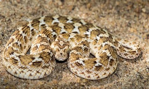 Saw-scaled Viper Pictures - AZ Animals