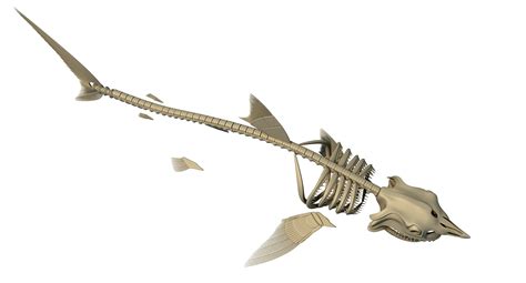 Great White Shark Skeleton 3D Model – 3D Horse