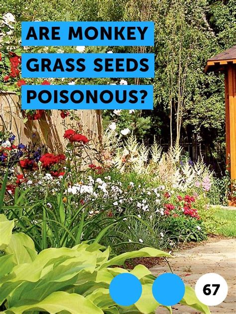 Learn Are Monkey Grass Seeds Poisonous? | How to guides, tips and ...