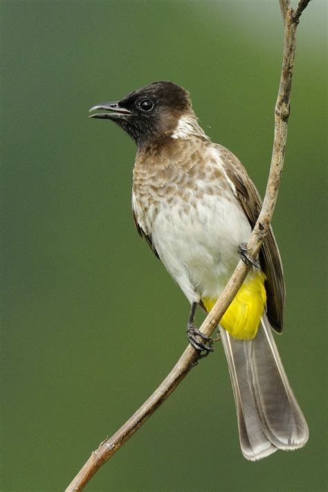 Details : Common Bulbul - BirdGuides