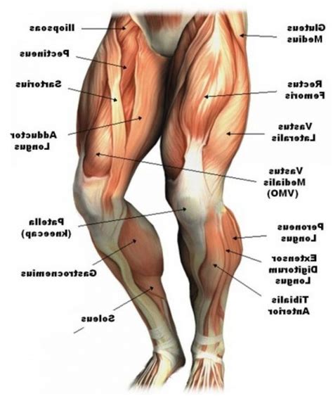 Did You Know? Human thigh bones are stronger than concrete. | Human muscle anatomy, Leg muscles ...