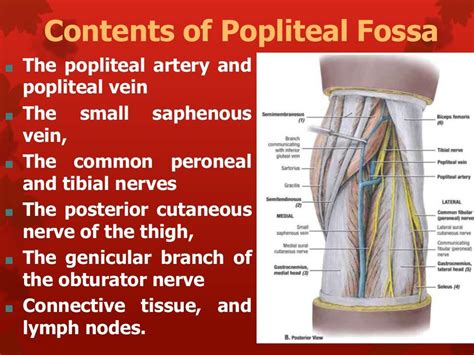 6. anatomy of popliteal fossa
