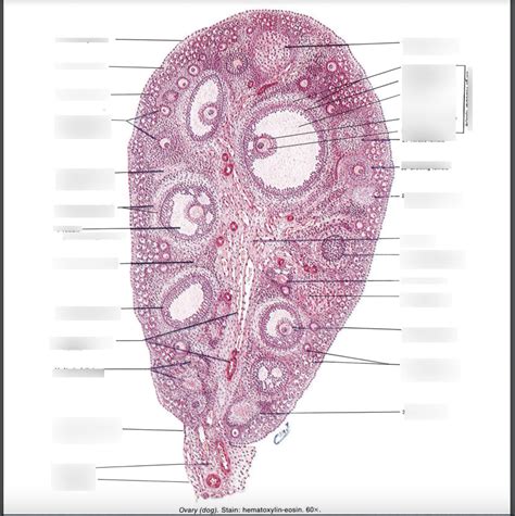 Reproductive Anatomy Histology 1 Diagram | Quizlet