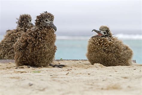 Laysan Albatross Chicks Photograph by M. Watson - Fine Art America