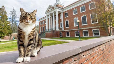 Vermont university grants campus cat an honorary degree | wgrz.com