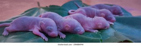 2,222 Newborn Rat Images, Stock Photos, 3D objects, & Vectors ...